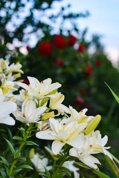 istock Bright yellow lilies on a green background 1160961961