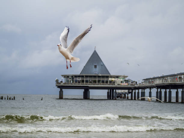 Sea Gull Heringsdorf Baltic Sea