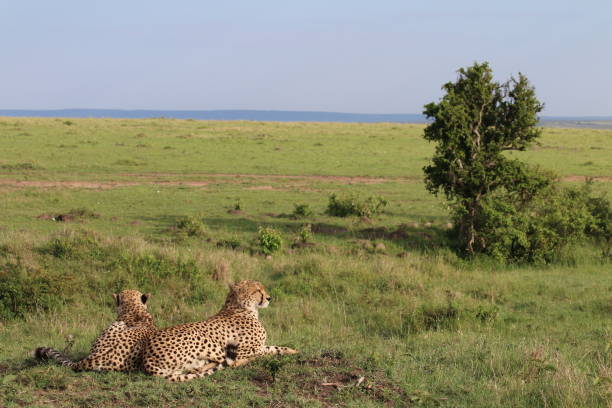 istock Cheetah in Maasai Mara 1160962527