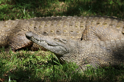 Image of a group of nile crocodile in the water getting ready to eat. Crocodiles coming out of the water to attacj prey in Africa