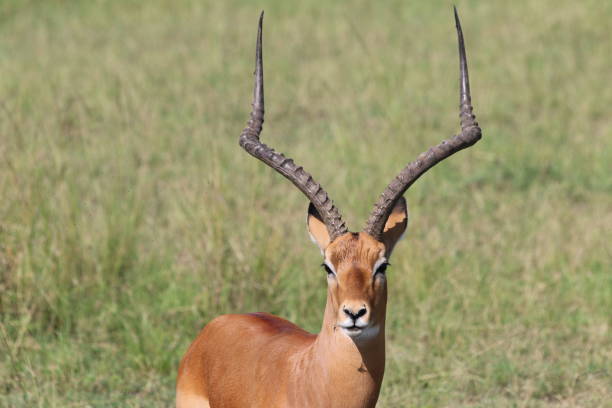 Impala antelope male looks into the camera