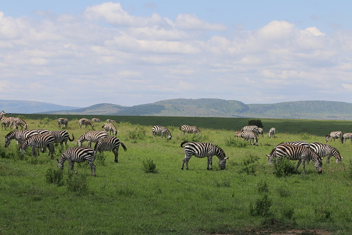Large group of Zebras on green pastures of Maasai mara