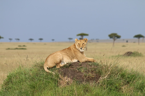 Lioness sits on a small hill in the middle of meadows in Maasai Mari