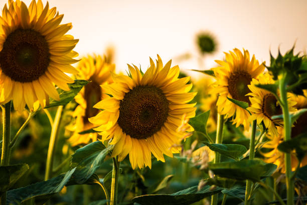 istock Beautiful sunflowers on agriculture field at sunset 1160963409