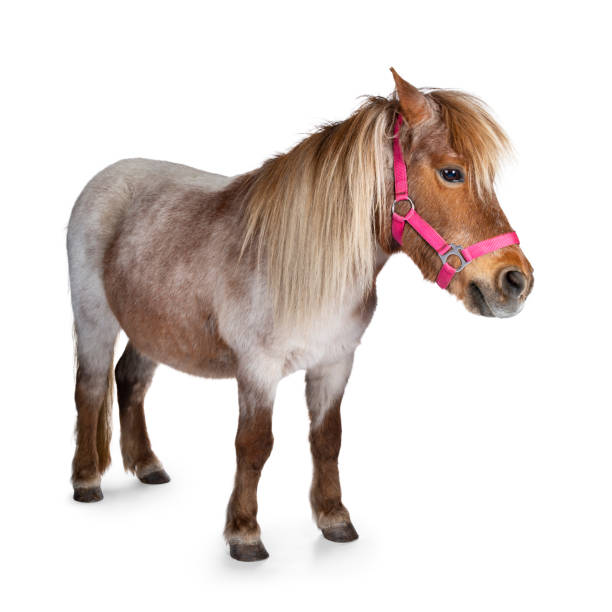 Shetland pony on white background Brown with white Shetland pony, standing side ways. Looking straight ahead. Isolated on a white background. pony photos stock pictures, royalty-free photos & images