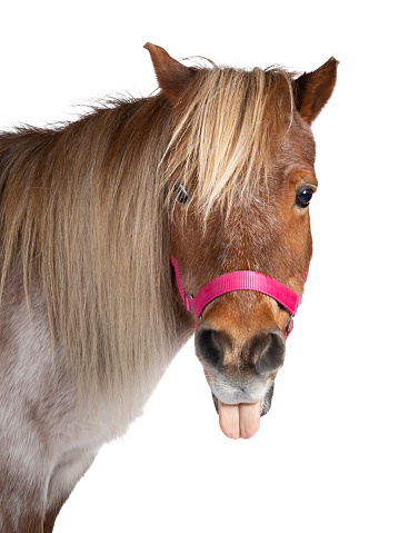 Head shot of brown with white Shetland pony, standing side ways looking at camera and sticking out tongue Isolated on a white background.