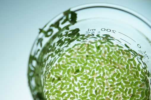 Representatives of the Lemnaceae, the duckweed family, are well-adapted for use as bioindicators for testing soil and water for toxic substances.  Their rapid multiplication and the simplicity of their anatomy are important advantages for this use.