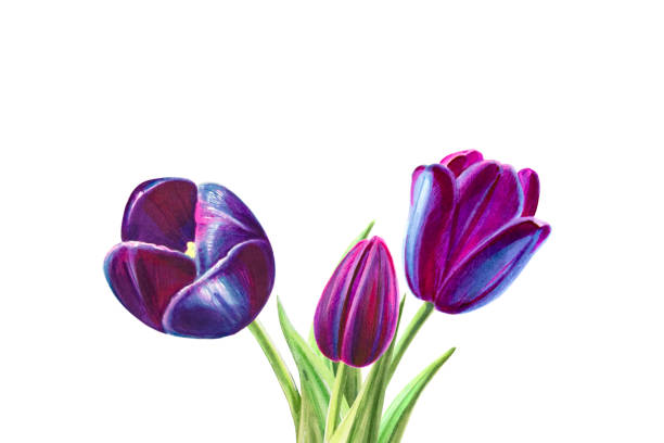 istock Beautiful black tulips bouquet composition. Floral collection. Marker drawing. Watercolor painting. Wallpaper. 1160963721