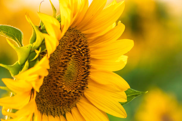 istock Beautiful sunflowers on agriculture field at sunset 1160963873