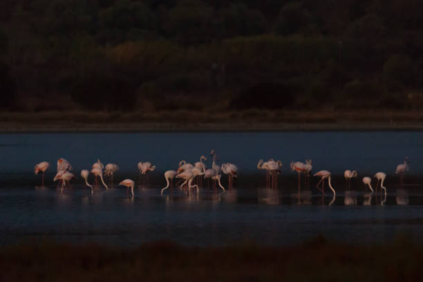 istock many greater flamingos (phoenicopterus roseus) at night 1160963913