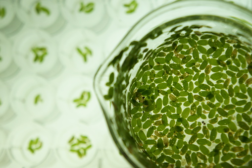 Representatives of the Lemnaceae, the duckweed family, are well-adapted for use as bioindicators for testing soil and water for toxic substances.  Their rapid multiplication and the simplicity of their anatomy are important advantages for this use.