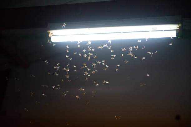 istock blur moth flying in the fire ,the neon light in night time, it's raining time. 1160966405