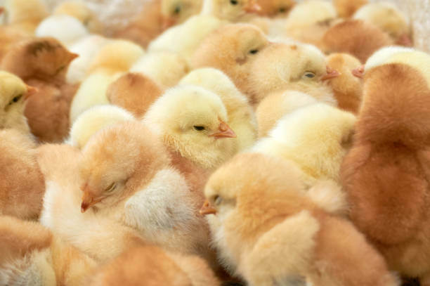 istock group of purebred small chicks 1160966546