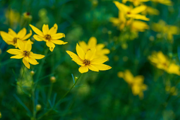 istock several small yellow flowers blooming in the side garden 1160966571
