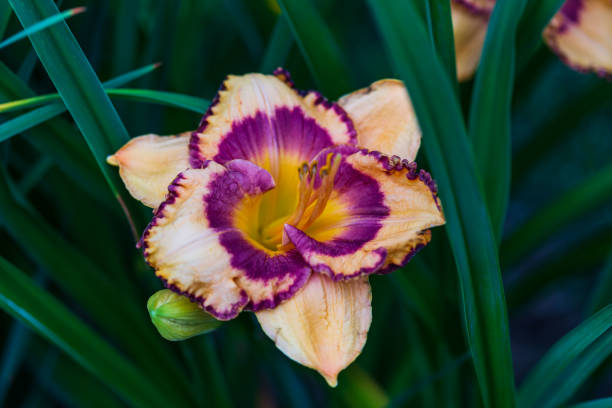 istock first orange lily of the season has bloomed 1160966726