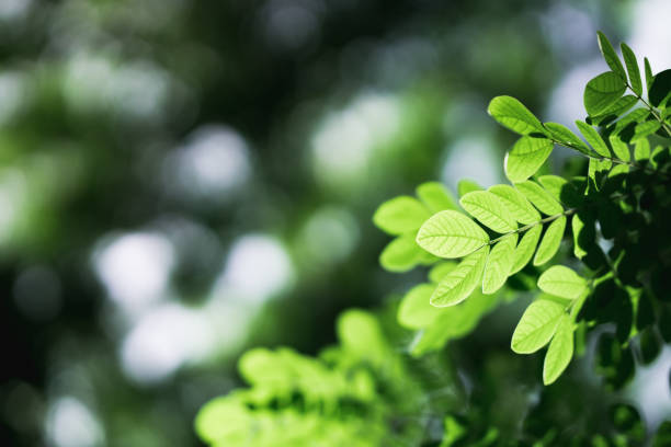 istock Closeup nature view of dark green leaf 1160968335