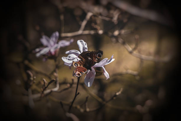 beautiful delicate large bright magnolia flowers on a spring tree in the warm sunshine