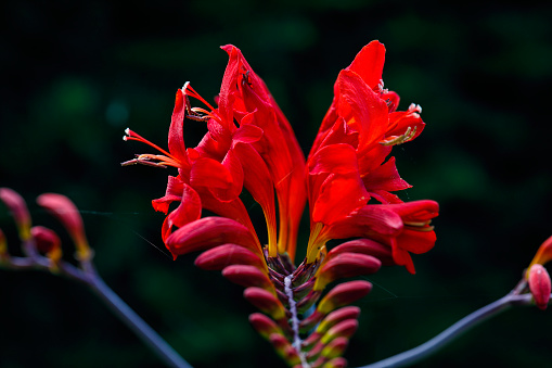 Red garden flower Crocosmia Lucifer or montbretia, originally from East and South Africa. Close up, front view, dark background.