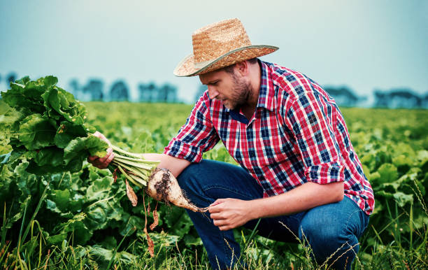 istock Farmer in a sugar beet field. Agricultural concept 1160974459