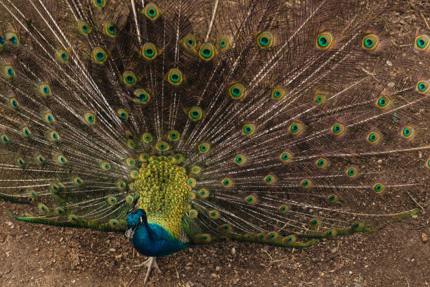istock True beauty is in nature 1160975353