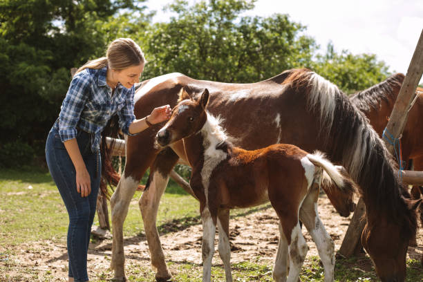 istock Cowgirl taming her newborn mare 1160975360