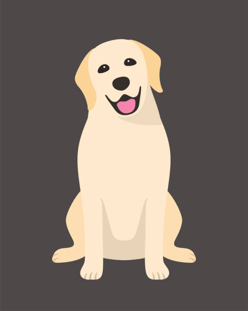 Golden Retriever is sitting in the front, looking at you with its head tilted. Golden Retriever is sitting in the front, looking at you with its head tilted. dog sitting stock illustrations