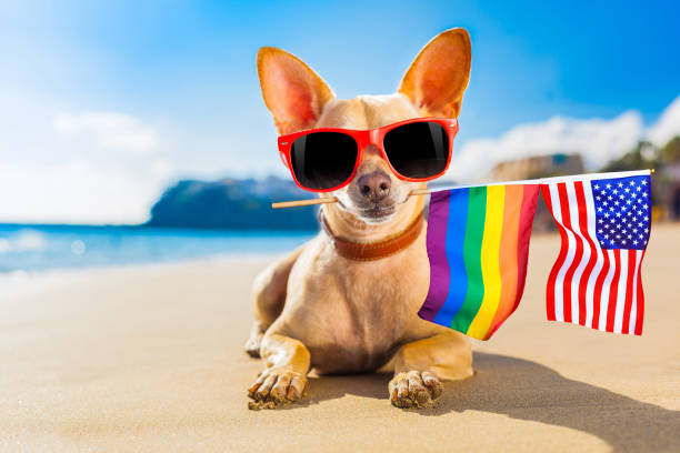 istock surfer dog  at the beach 1160977249