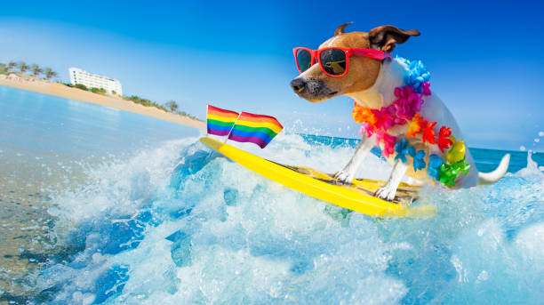 istock surfer dog  at the beach 1160977824