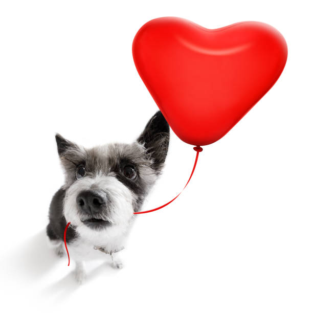 istock happy birthday  valeintines dog 1160977861