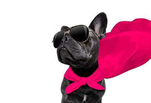 super hero french bulldog dog with  red cape and  sunglasses for justice and strenght isolated on white background