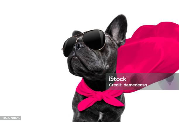 Super Hero Dog Stock Photo - Download Image Now - Standing Out From The Crowd, Dog, Winning