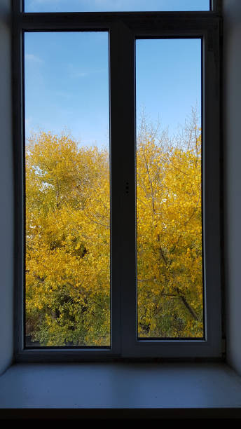 istock Double framed window with autumn golden leaf tree and blue sky behind window glass. Fall scene looks like picture in frame of window. Autumn background of yellow foliage trees. 1160978107