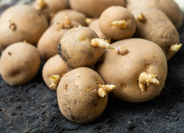 pflanzkartoffeln - kartoffel wurzelgemüse stock-fotos und bilder