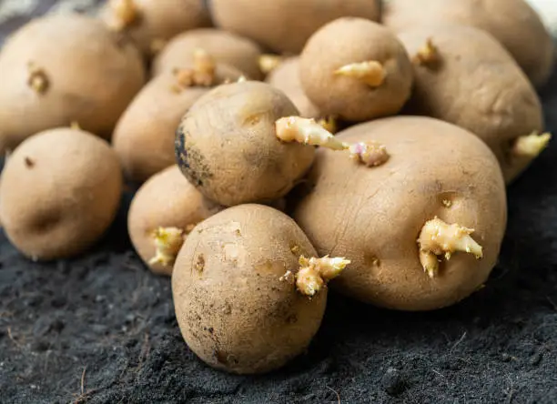 Seed potatoes on the ground.