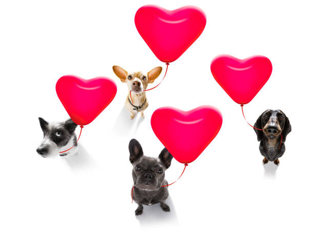 happy birthday  valeintines dogs - personal accessory balloon beauty birthday imagens e fotografias de stock