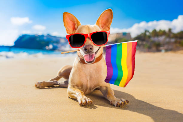 istock surfer dog  at the beach 1160978458