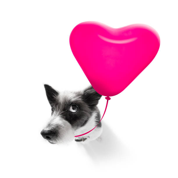 istock happy birthday  valeintines dog 1160978557