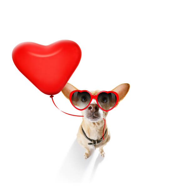 istock happy birthday  valeintines dog 1160978590