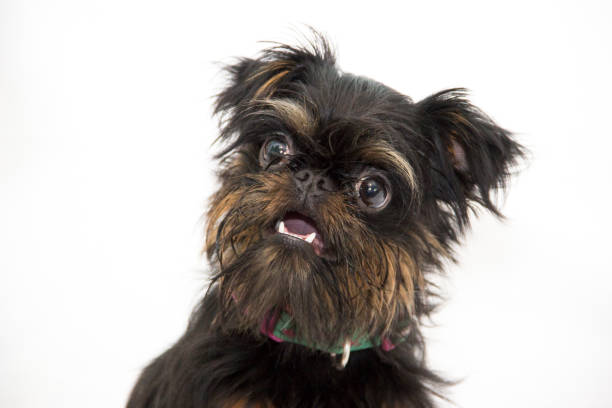 Brussels Griffon Emotion Series - Happy stock photo