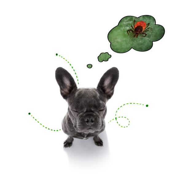 dog  with fleas, ticks or insects