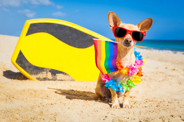 istock surfer dog  at the beach 1160979326