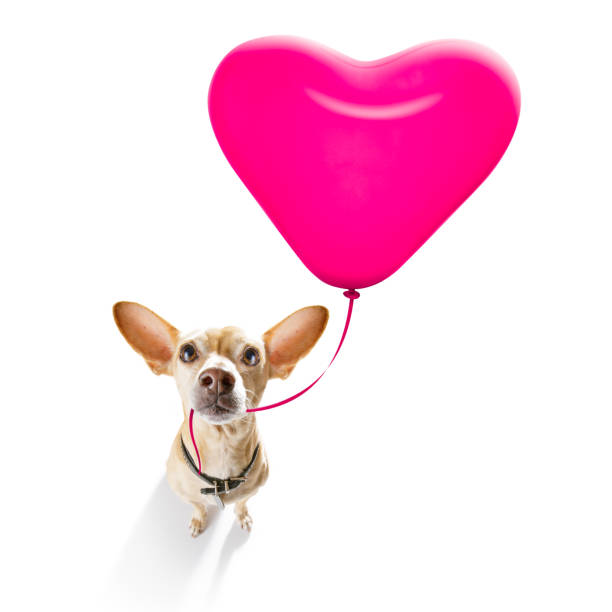 istock happy birthday  valeintines dog 1160979448