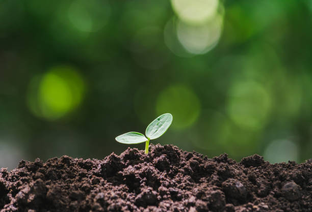 istock Small trees are growing on the ground incomplete in soft green nature background. 1160980794