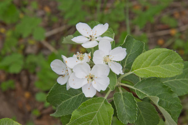 istock beautiful little delicate spring Apple blossom on natural background 1160981035