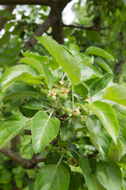 istock garden with Apple trees in summer in daylight 1160981036