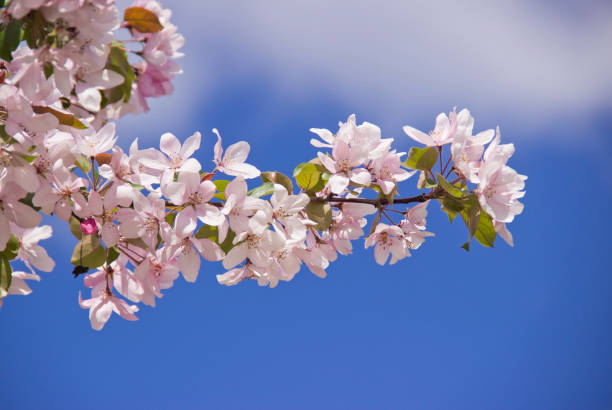 istock Beautiful appletree in bloom with pink flowers. 1160981245