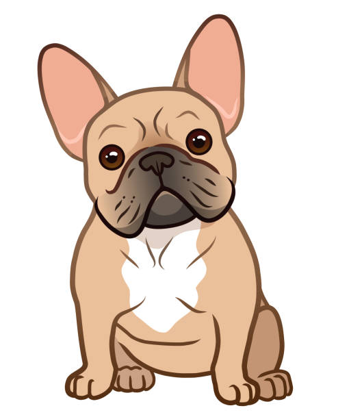 French bulldog cute sitting puppy with funny head tilt vector cartoon illustration isolated on white. Dogs, pets, animal lovers theme design element. French bulldog cute sitting puppy with funny head tilt vector cartoon illustration isolated on white. Dogs, pets, animal lovers theme design element. bulldog stock illustrations