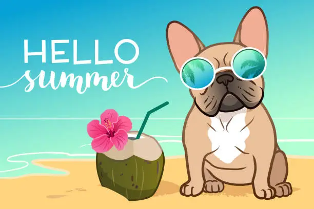 Vector illustration of French bulldog puppy wearing reflective sunglasses on a sandy beach, ocean in background, coconut drink, Hello Summer text. Funny tropical vacation, summer holiday, warm weather, cute pets, dogs theme