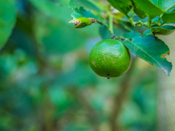 istock a fresh green lemon on branch 1160981894