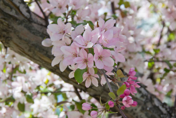 istock Beautiful appletree in bloom with pink flowers. 1160981914